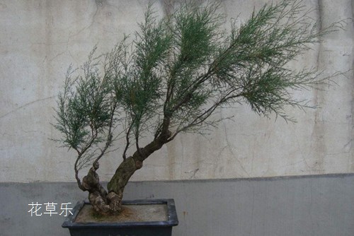 租镜头注意事项，揭示微观世界的惊人细节