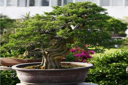 中二病动漫国产精品自在线拍国产手机版，从叛逆到成长的奇幻旅程